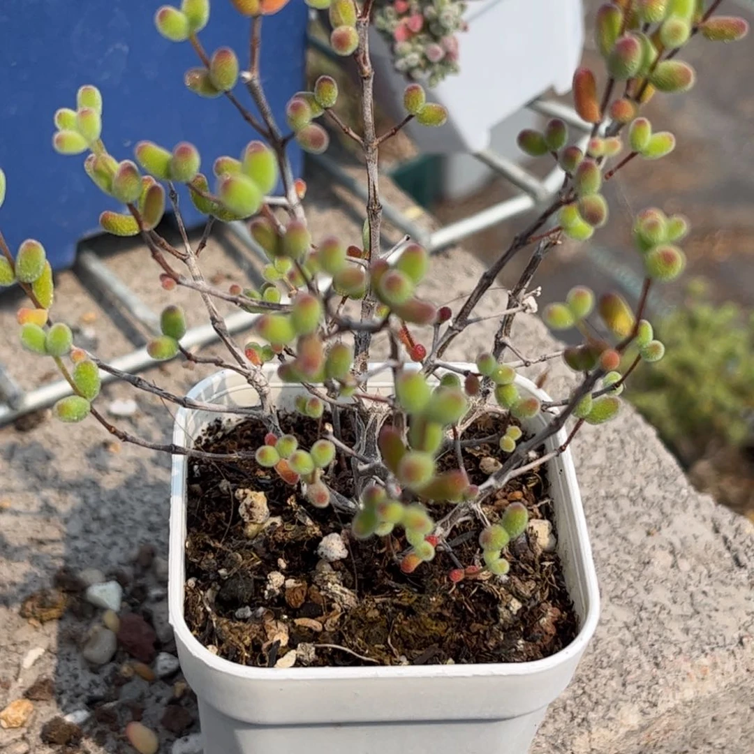 糖球枝干优选334