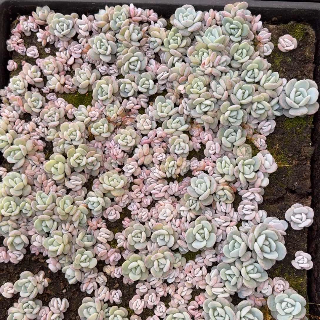 除夕福利奶盖切糕一筐量拍28-43