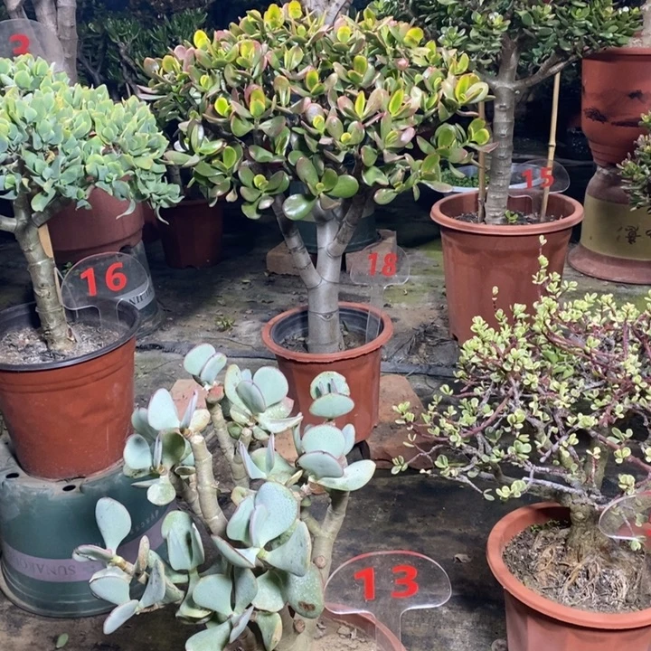 张***坤黄金花月一物一拍