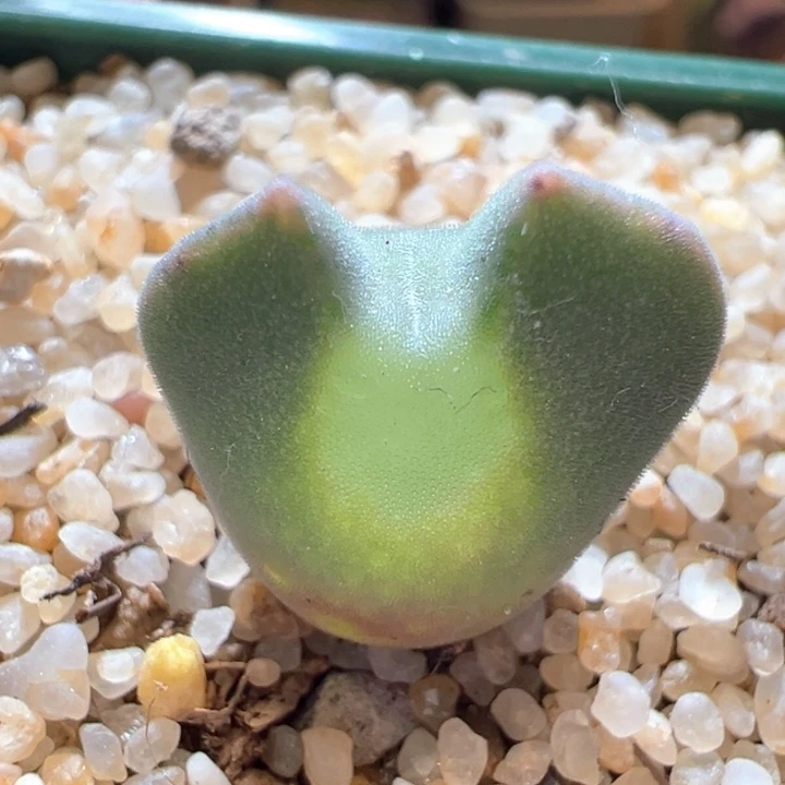 469。青蛙2年卡姿兰大大大大大眼