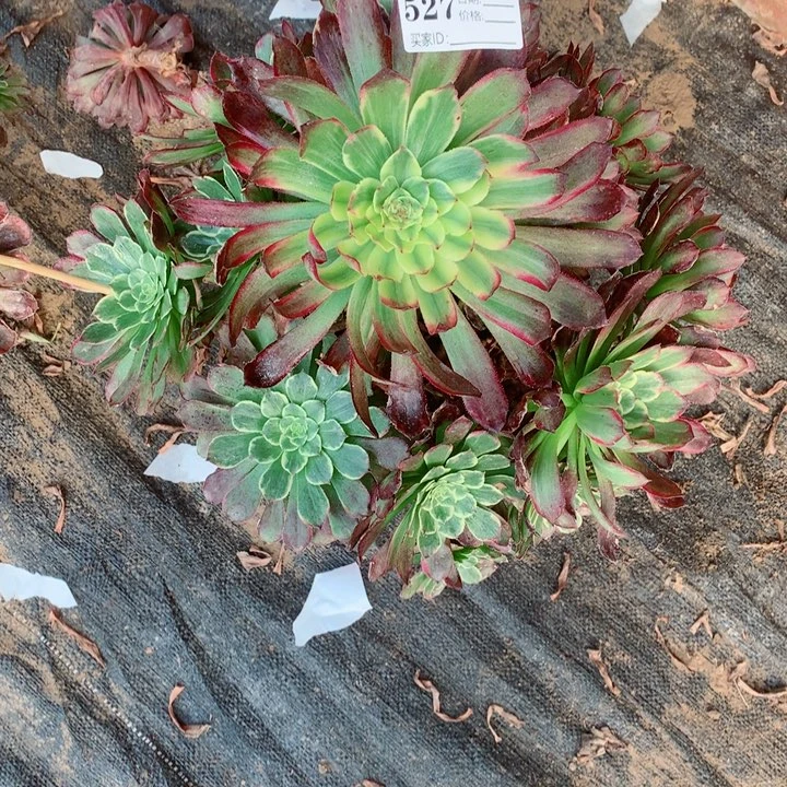 多肉植物527多肉