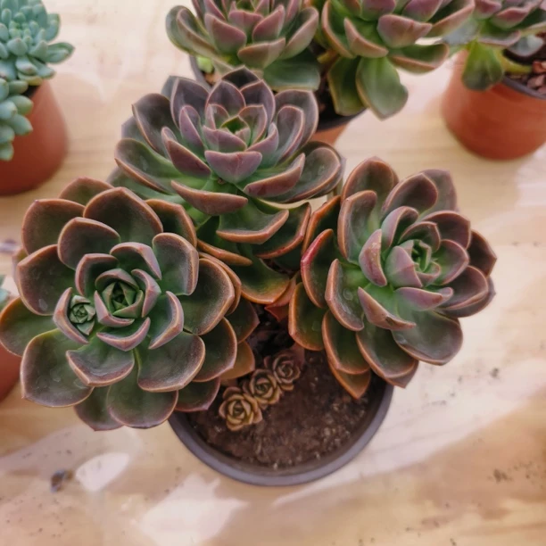 巧克力多肉植物脱土发货室内外好