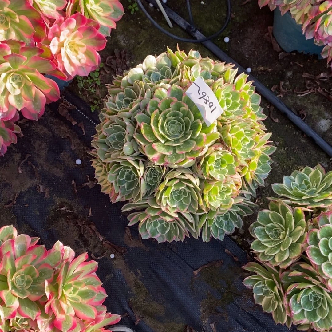 10862号海王1颗多肉