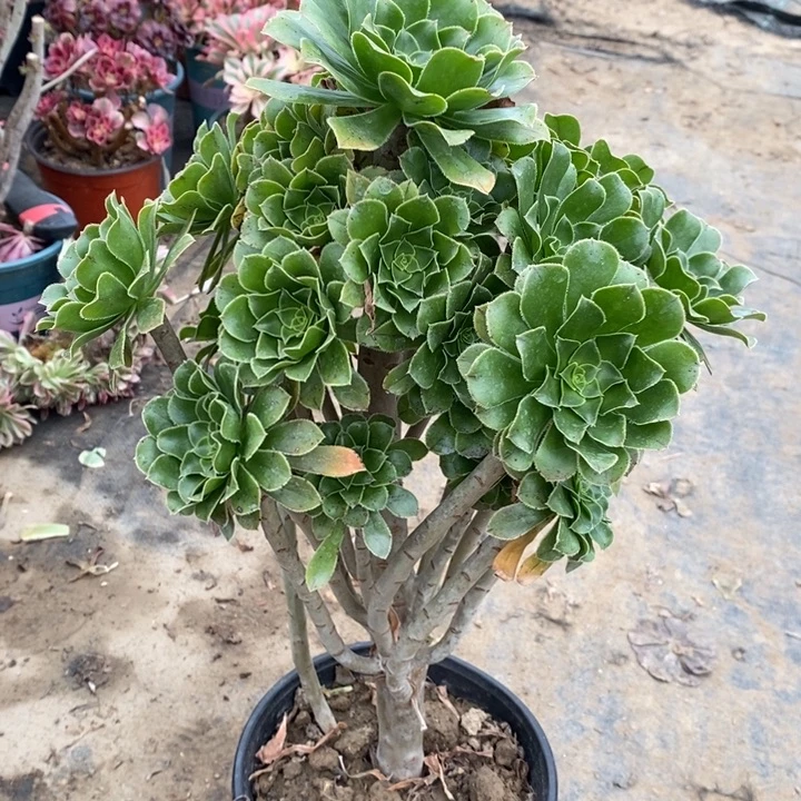 原始绿12多肉植物法师法师