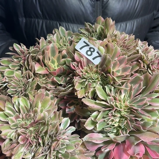 M***m多肉植物一个有伤女郎787