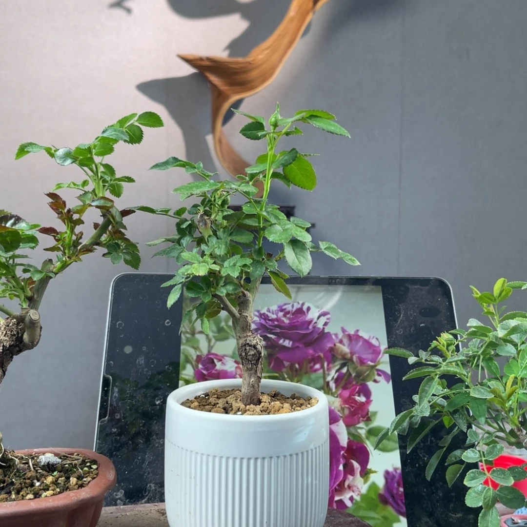 少量花朵（建议范围：2朵-5朵 或40%以下）S****、