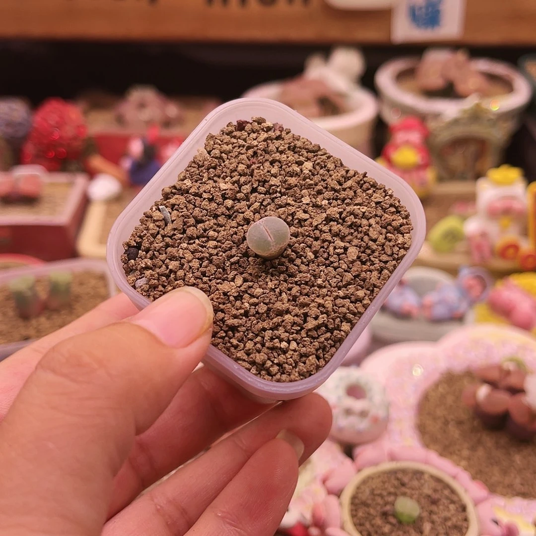 三年安格可带盆土发货