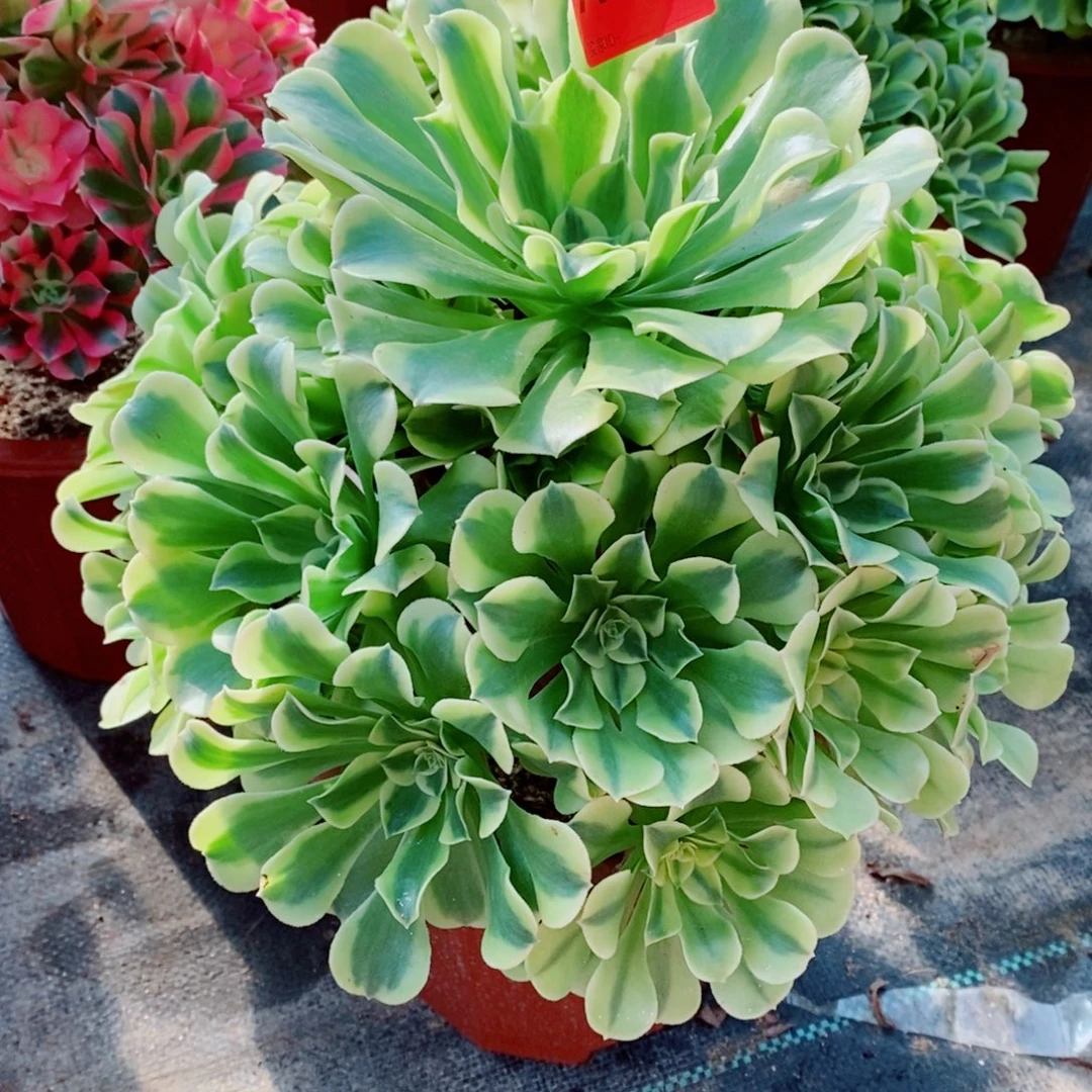 绿豆沙711多肉11111