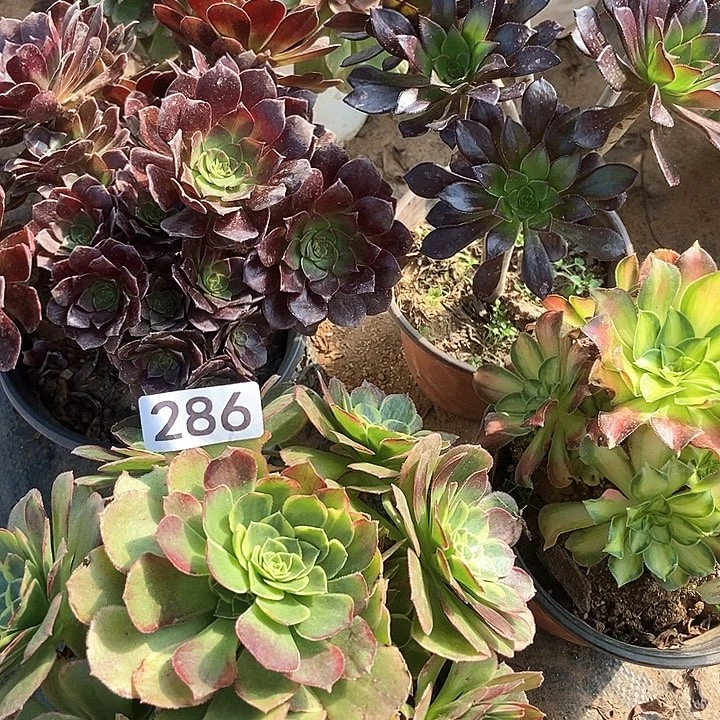 四科多肉特价不包断286