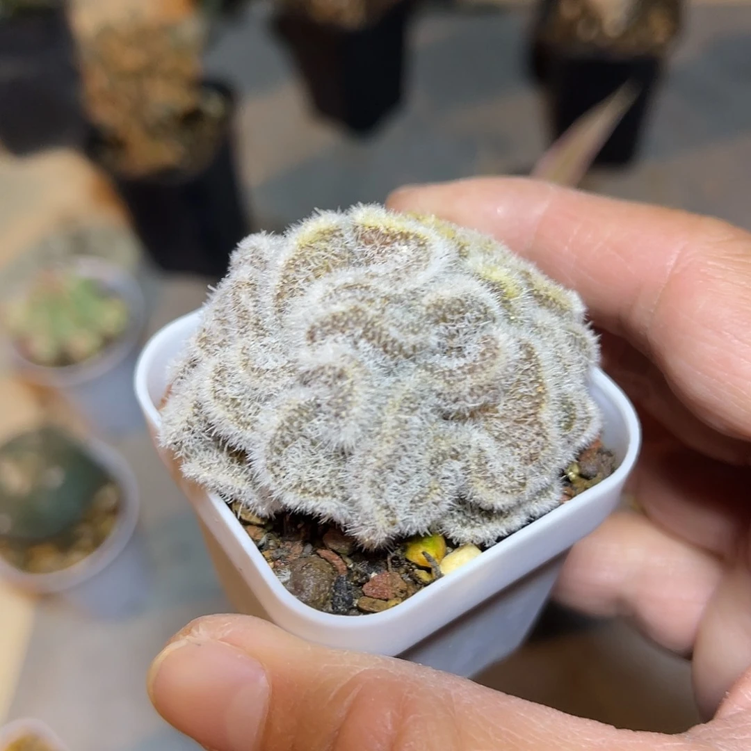 白莎女王缀化仙人球