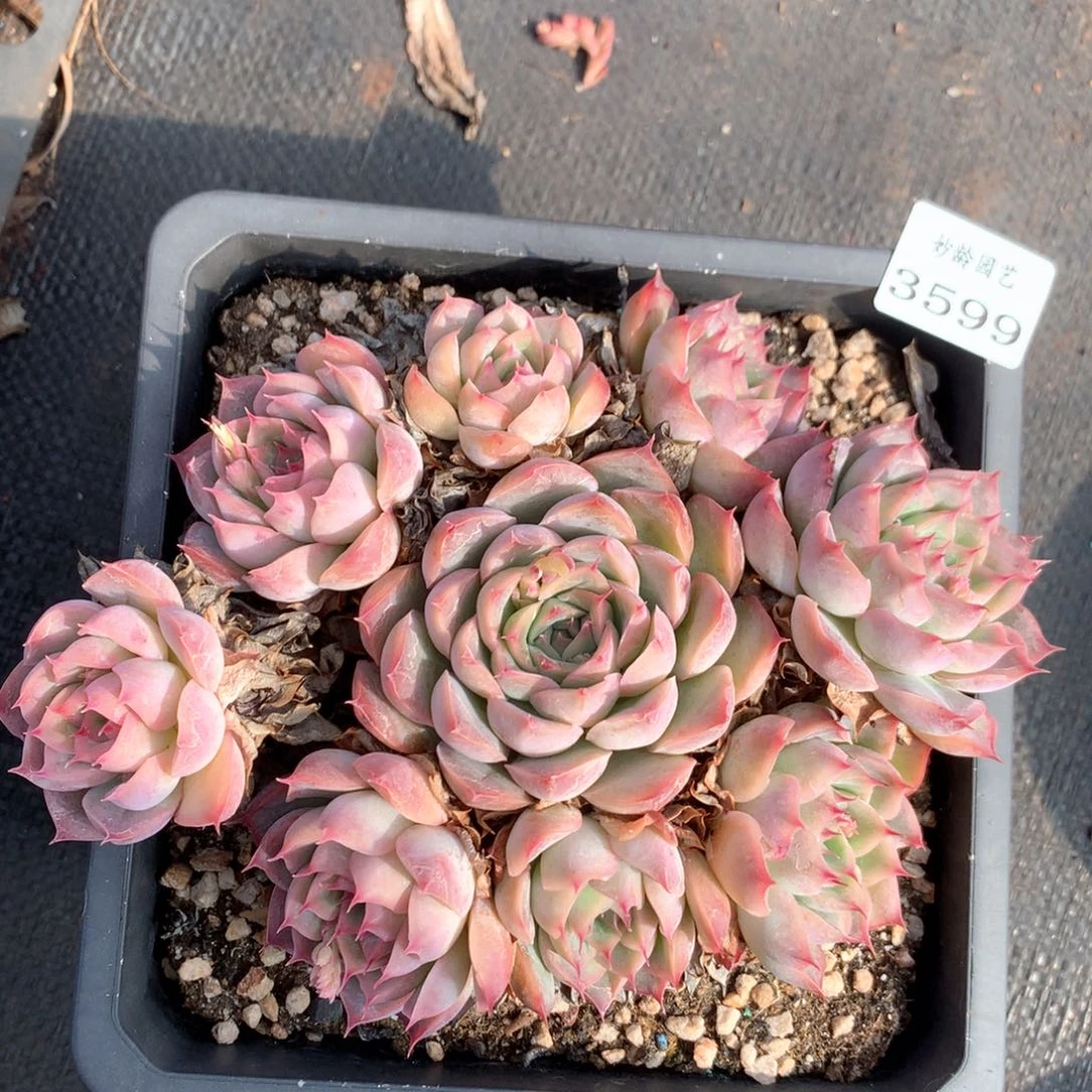 3599杂交多肉植物