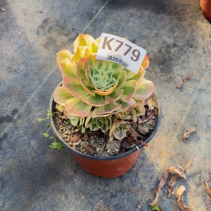 瑞妈，，。。。。。。779。绿体