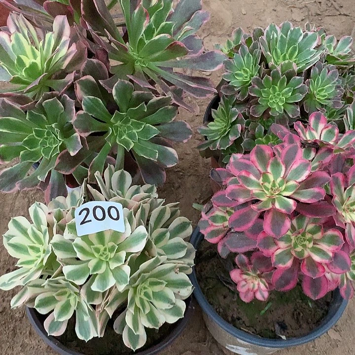 无花朵200四颗多肉植物组合