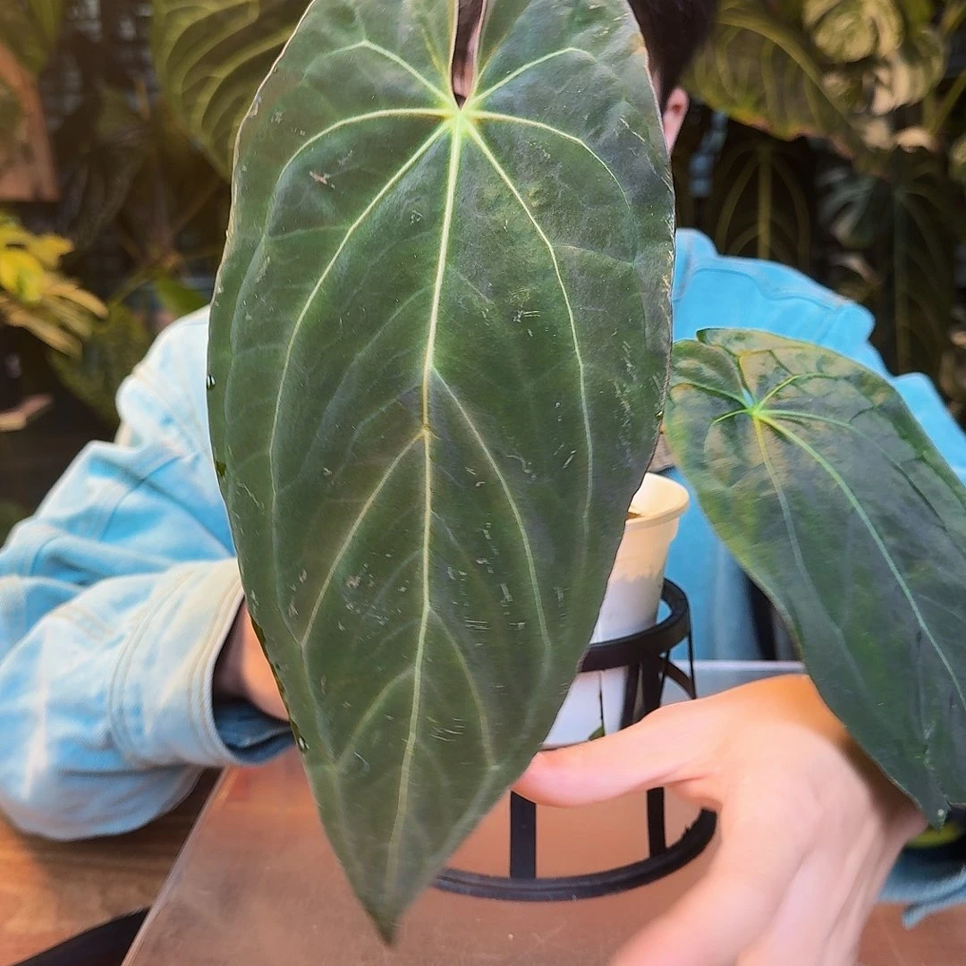 完全开放X176papifs杂传奇one