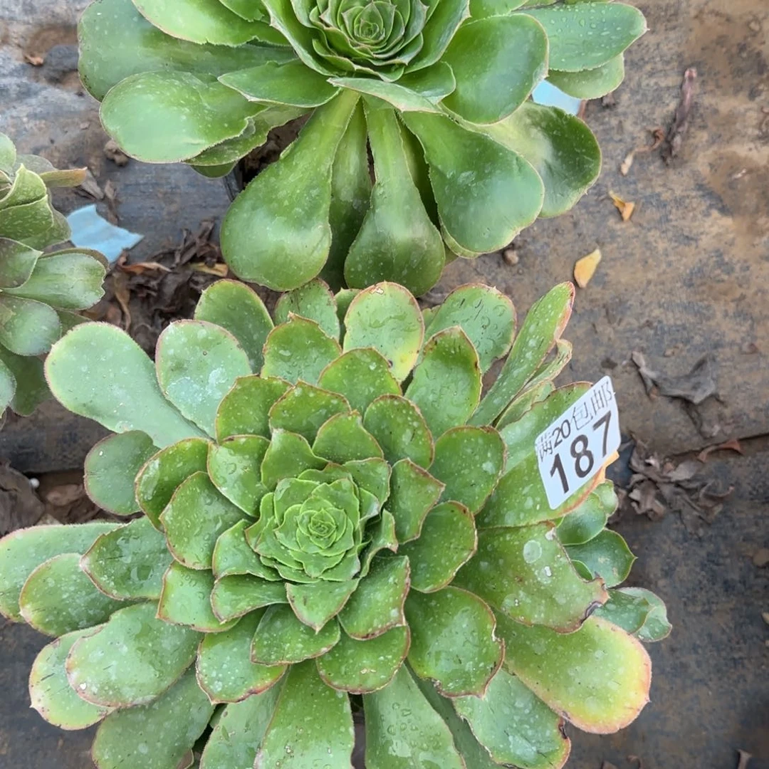 多肉186+187满20包邮断枝不包