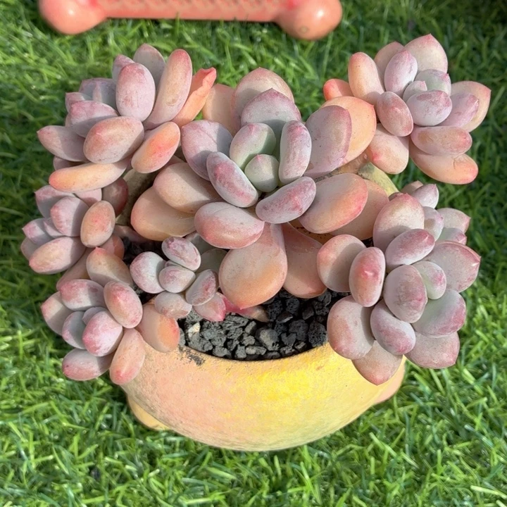 多肉植物 三色奶-4