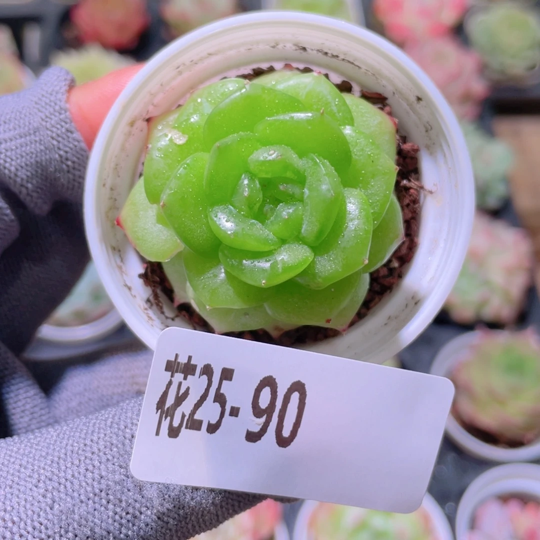花利美25-90铂金叶微瑕