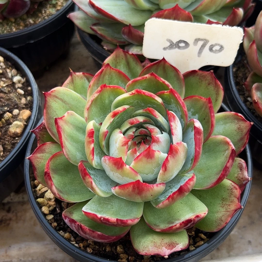 惊鸿仙子一物一拍2070号