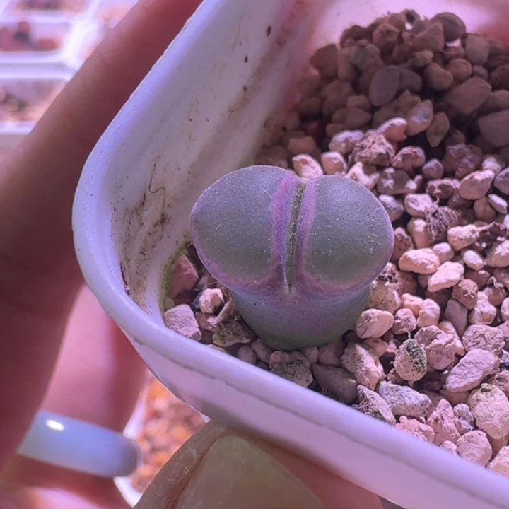 52号单头粉女一物一拍