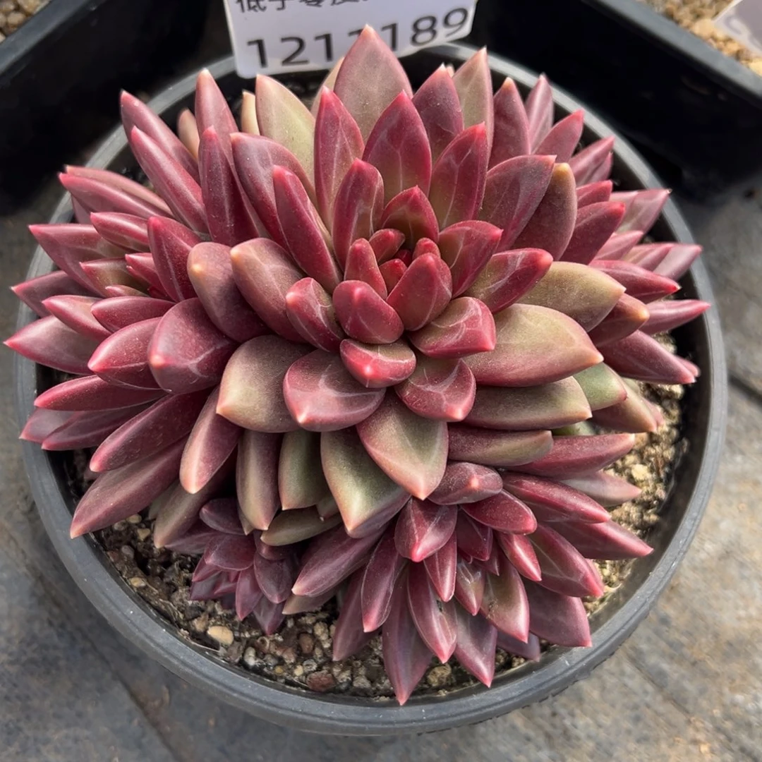 1211189 迷雾泡泡美人全状态5头