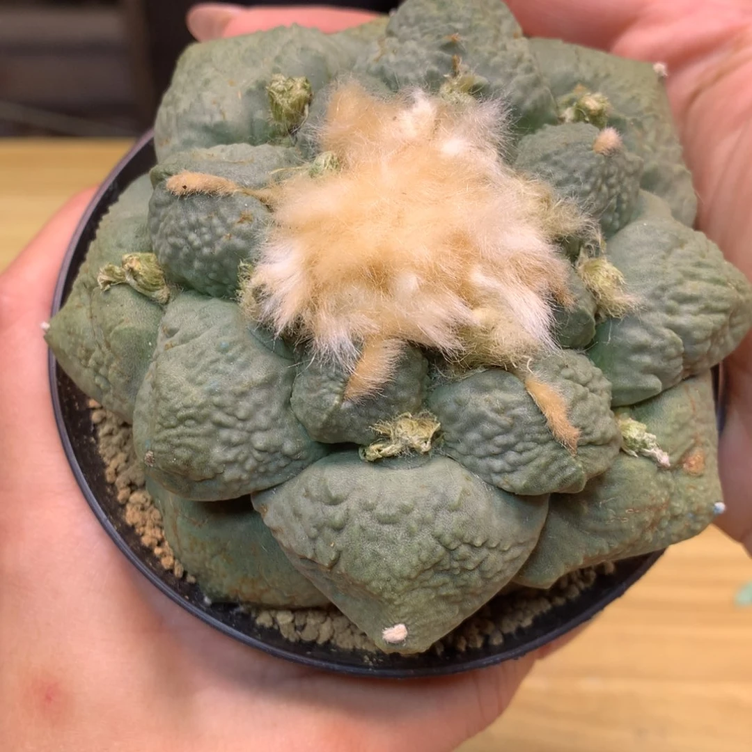 15号 自根 龟甲连山9.8公分 带盆土发货