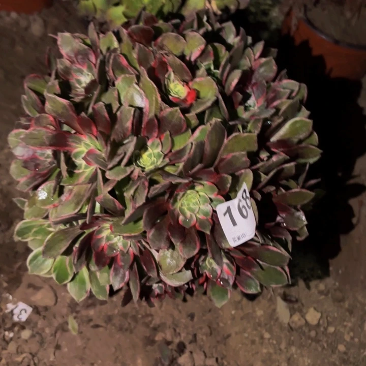 168万花筒多肉植物
