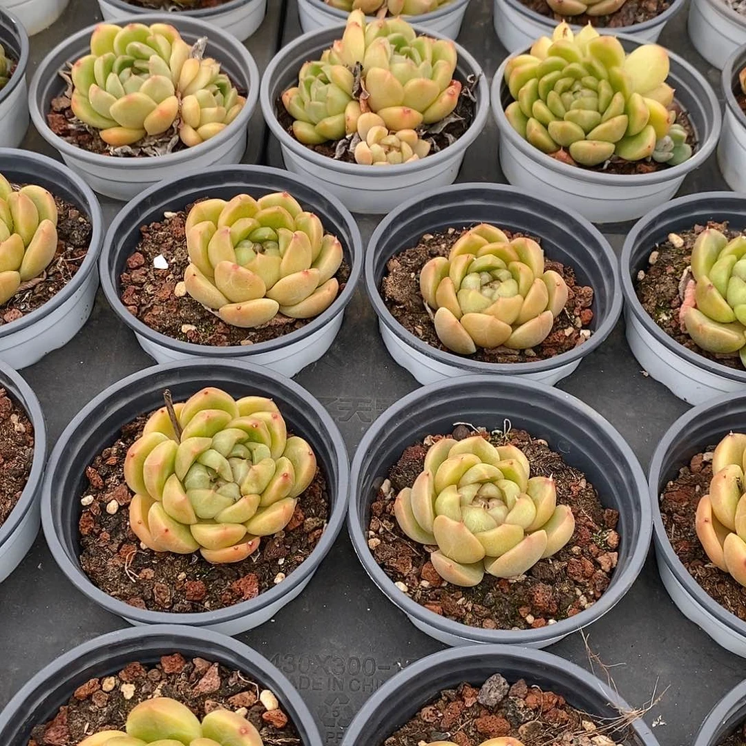 皮埃拉珍妮单头，福利