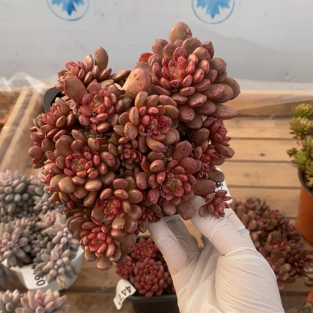 4472红宝石一物一拍