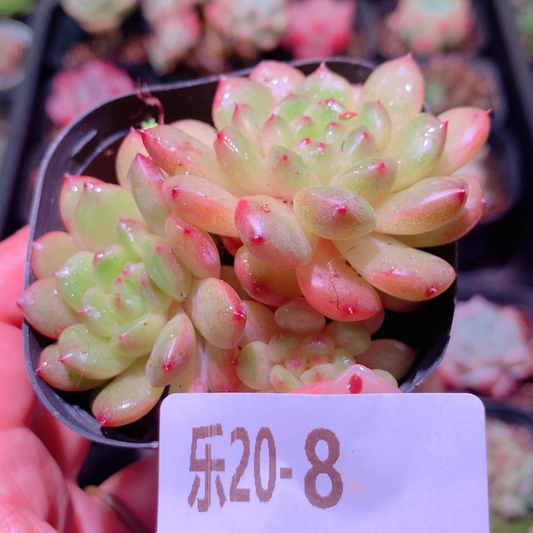 乐然20-8 灵翠群