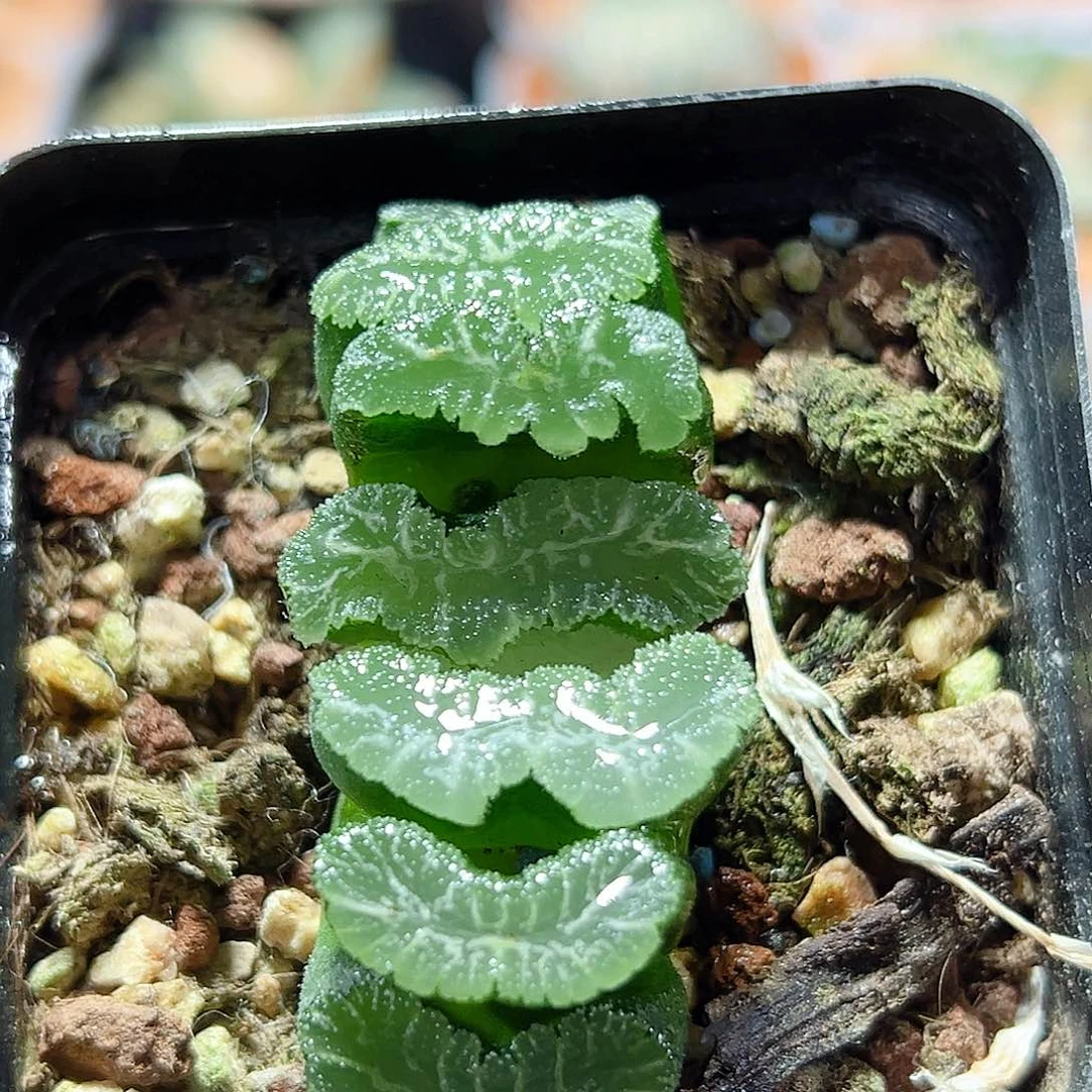 十二卷伊娜鲍尔多肉