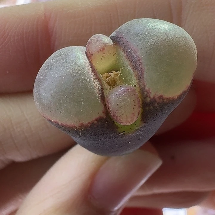 41号单头大小窗特价