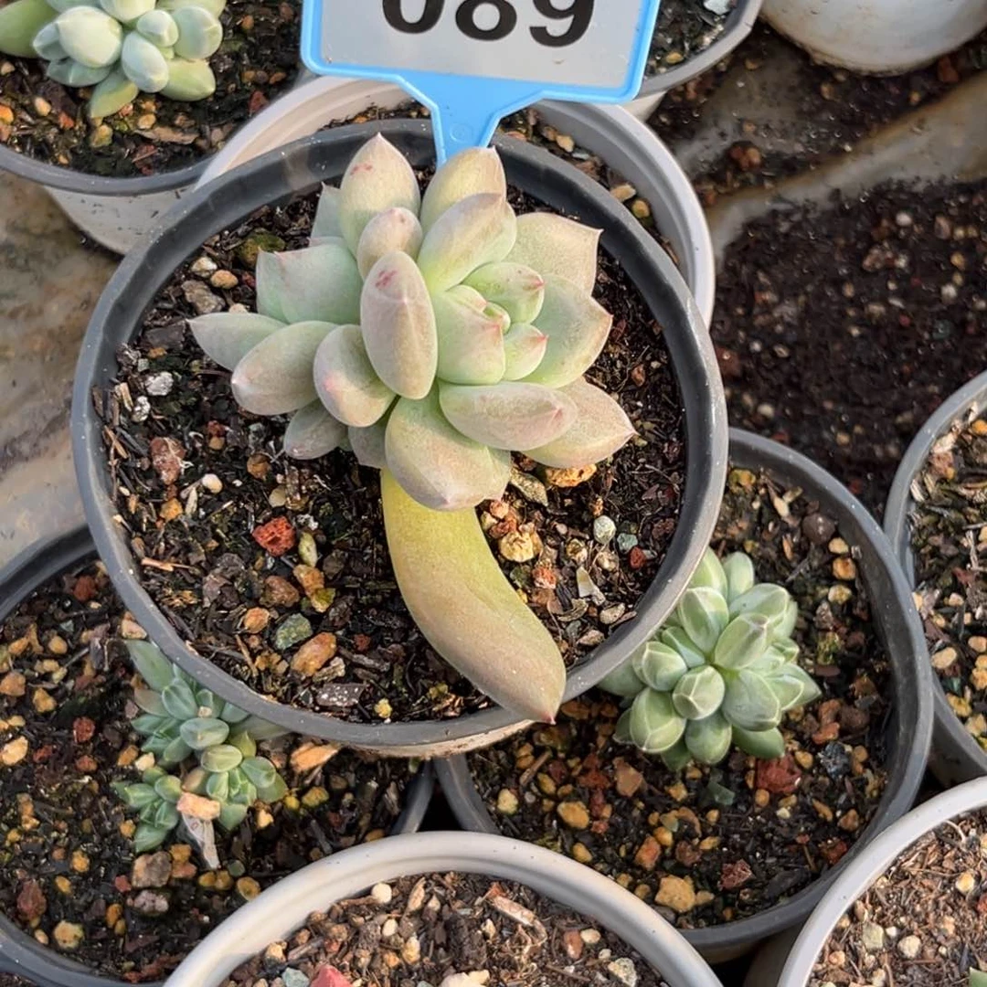 小****多肉植物优选美人杂089
