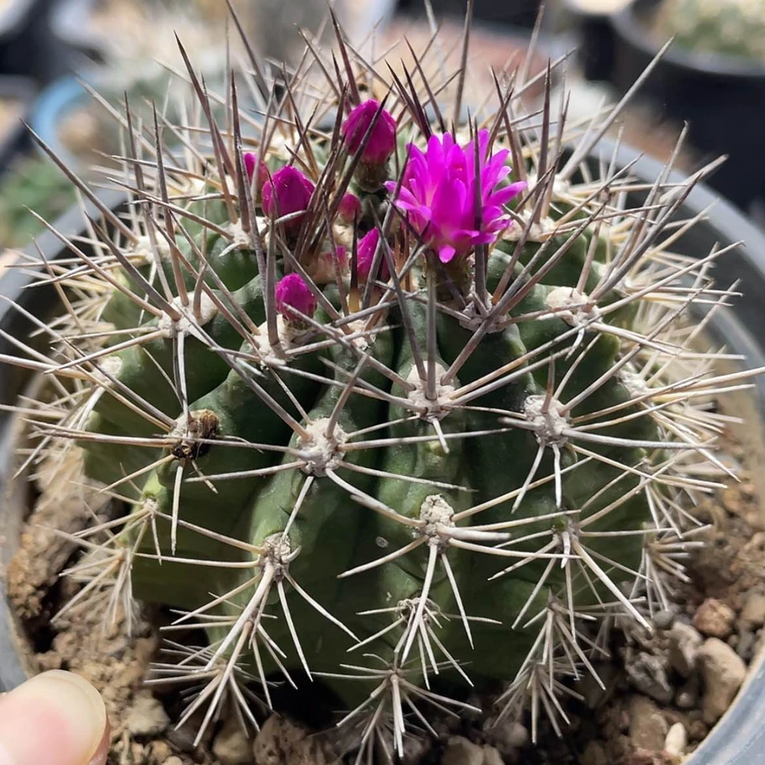 【闪购商品】逆龙玉实生6666