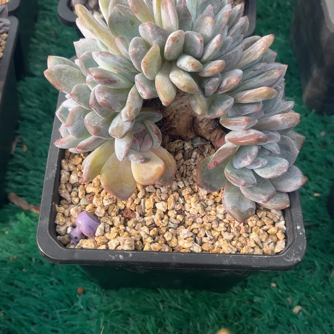 安***心星颖朵朵缀化一物一拍