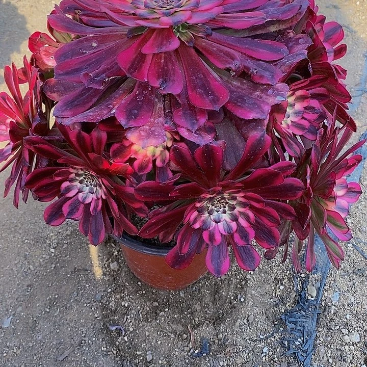 多肉月蝉115多肉