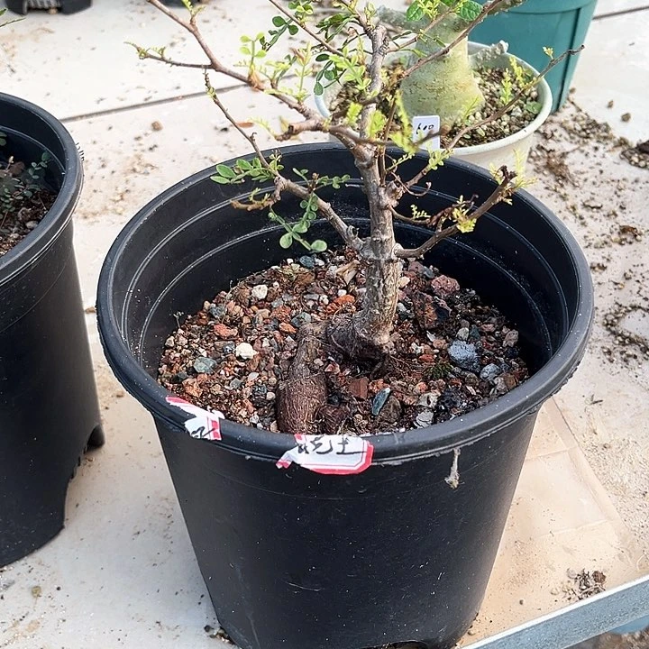 鞍*狼象足漆树11111111111