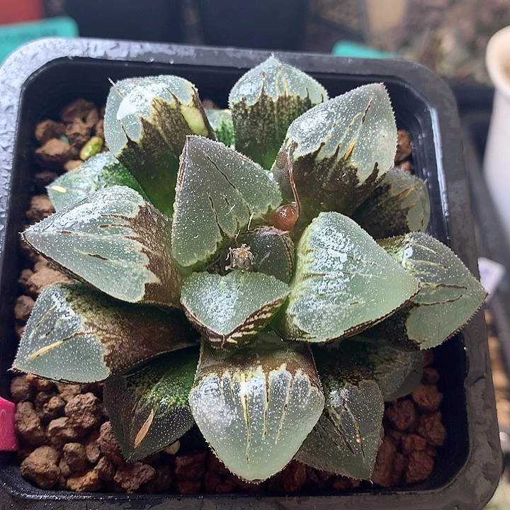 实生镜面寿一物一拍