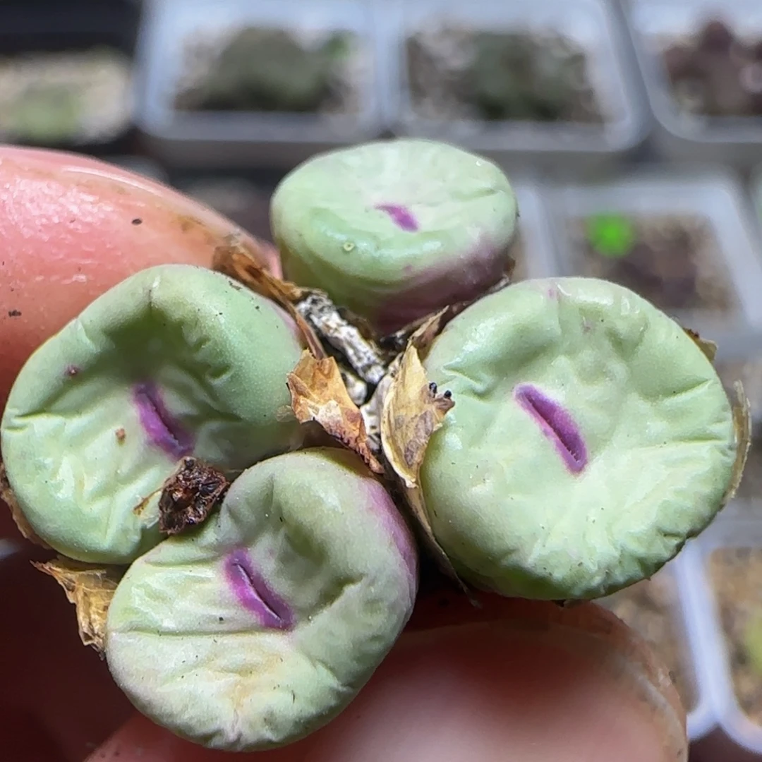 漂漂亮亮多肉植物428