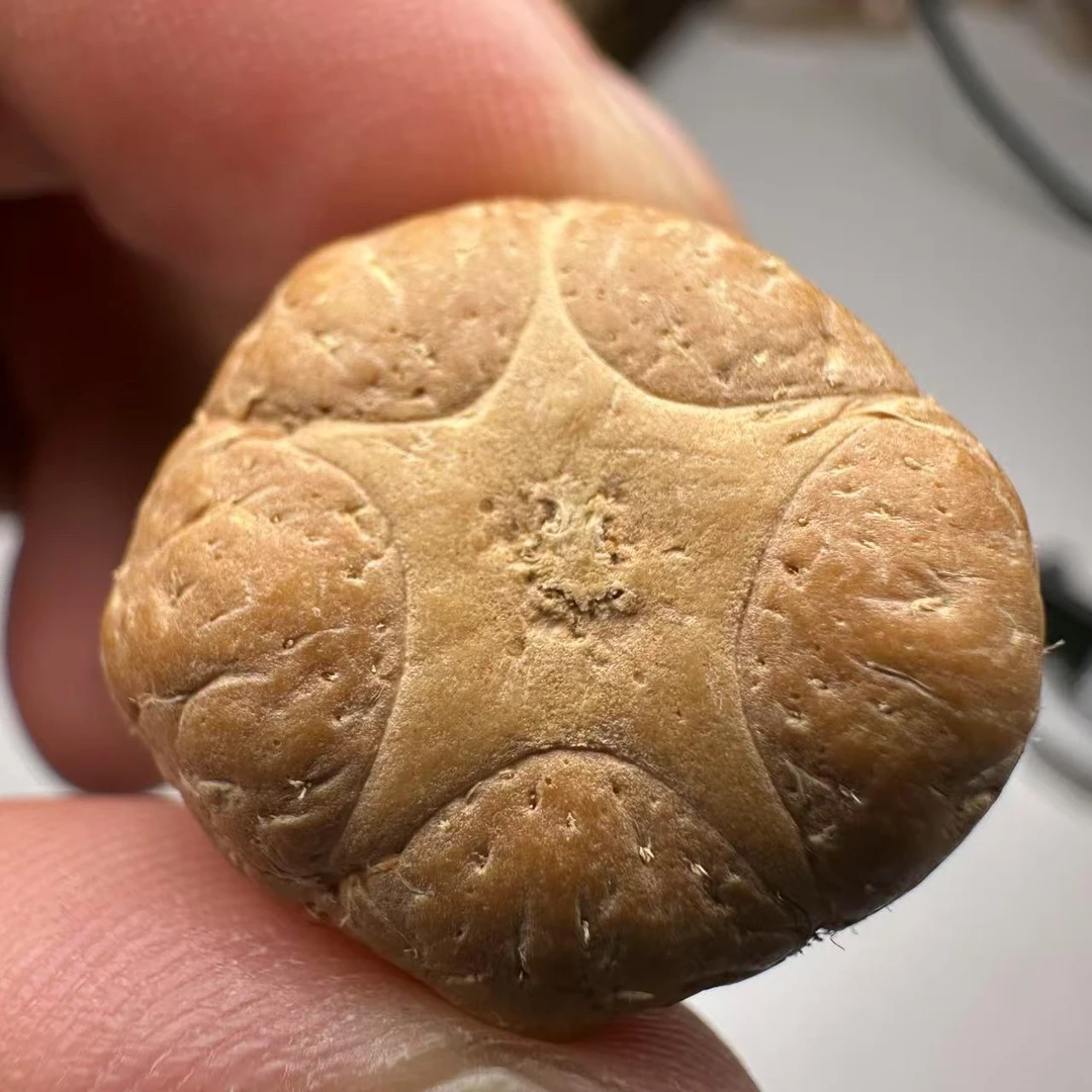 尼泊尔五星菩提，尺寸23 ，sss系列，货号5