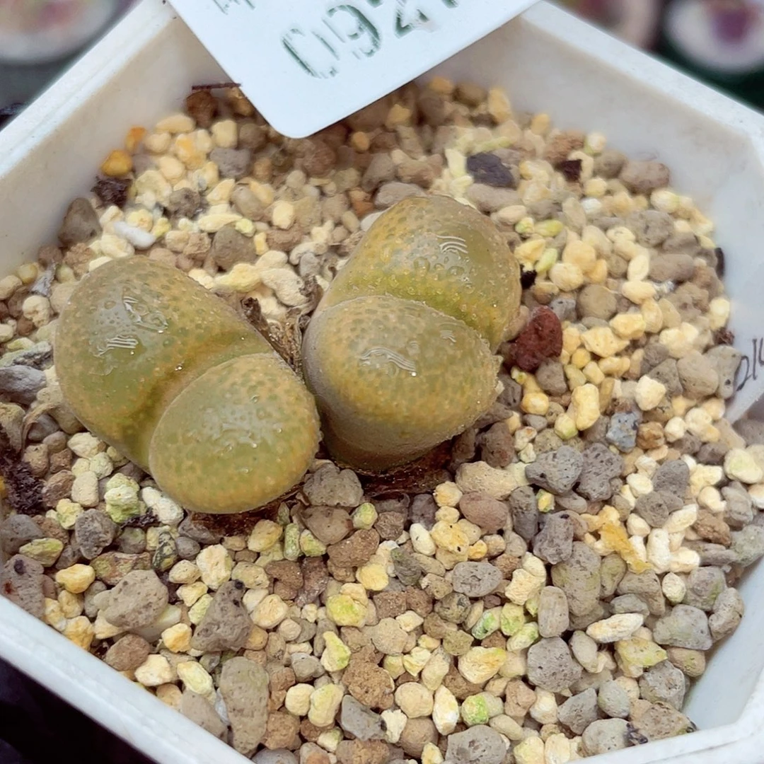 生石花满18包邮0927-181