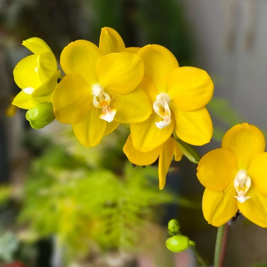 蝴蝶兰丰花型蜡质香花【吉祥如意】2.8多头苗仅是苗