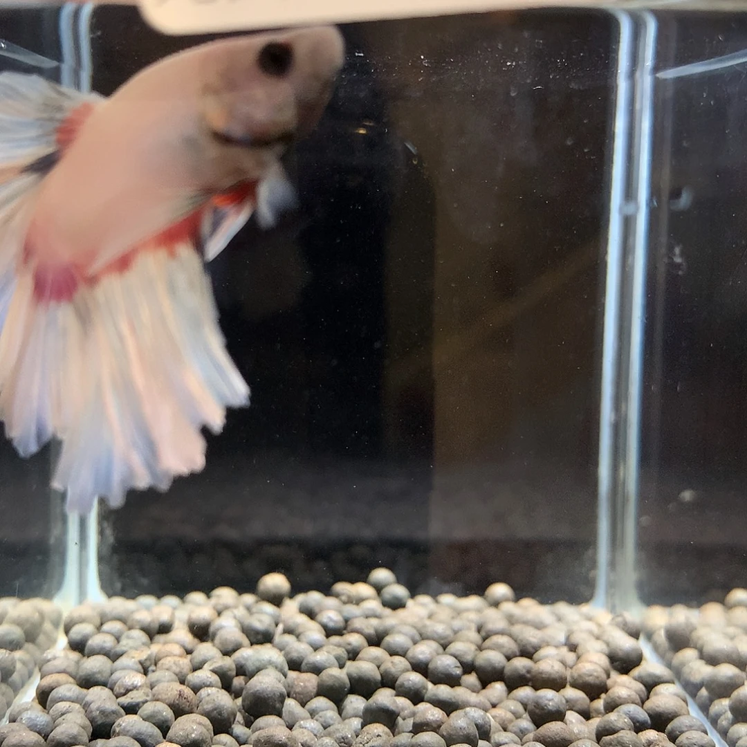 ****学斗鱼七弟泰国斗鱼102