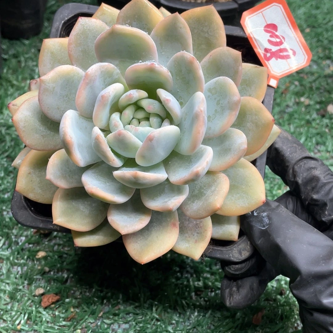008 一物一拍28包邮非偏远