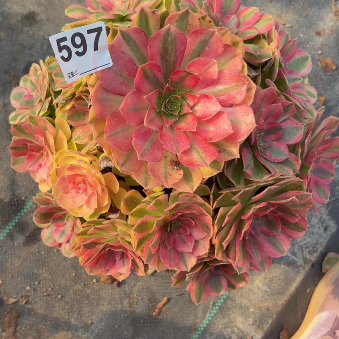 597大雨河多肉植物他