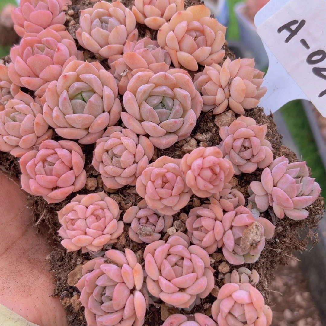 盒装29号一物一拍