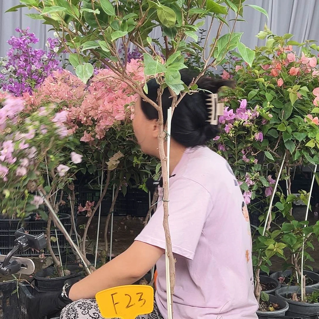 依***旧大部分花苞少量开放F23金发