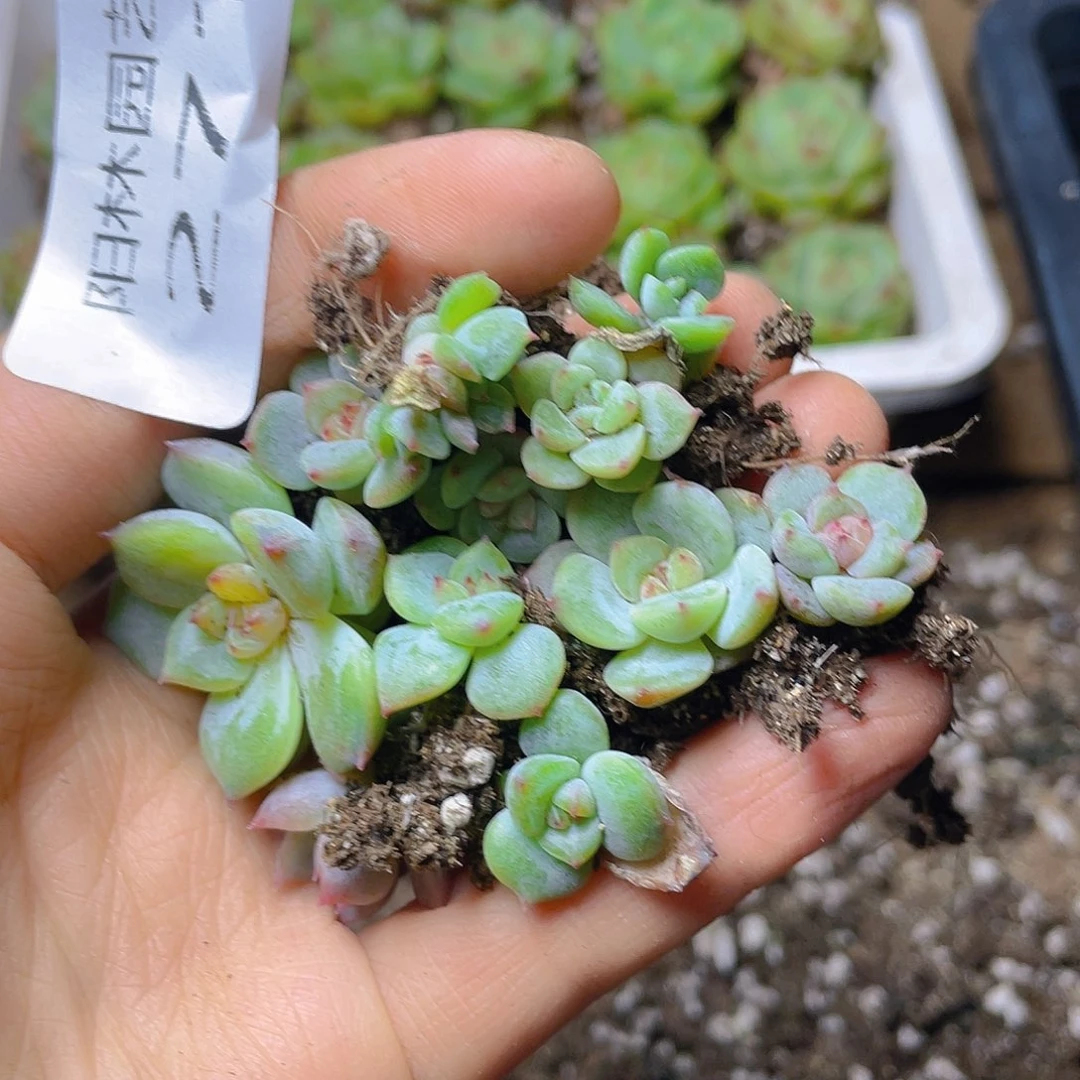 多肉植物多肉植物271