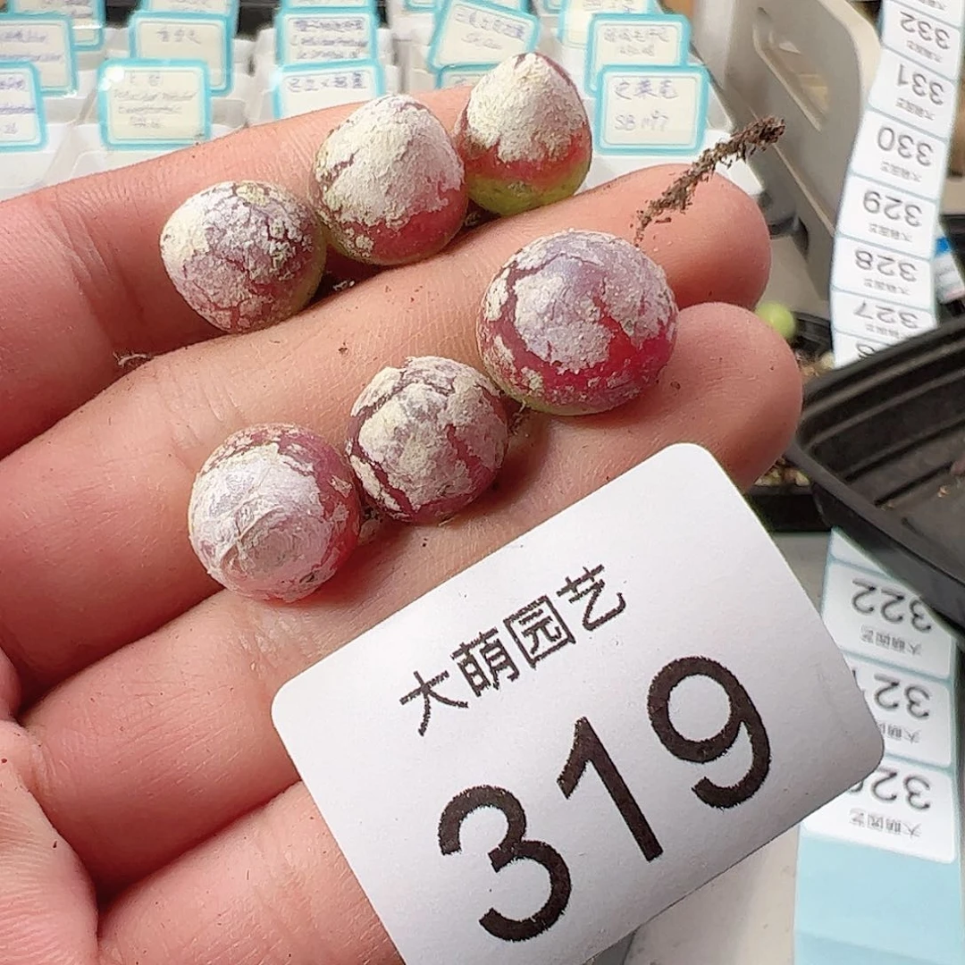 0000319 一物一拍……