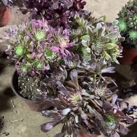 977多肉植物组合