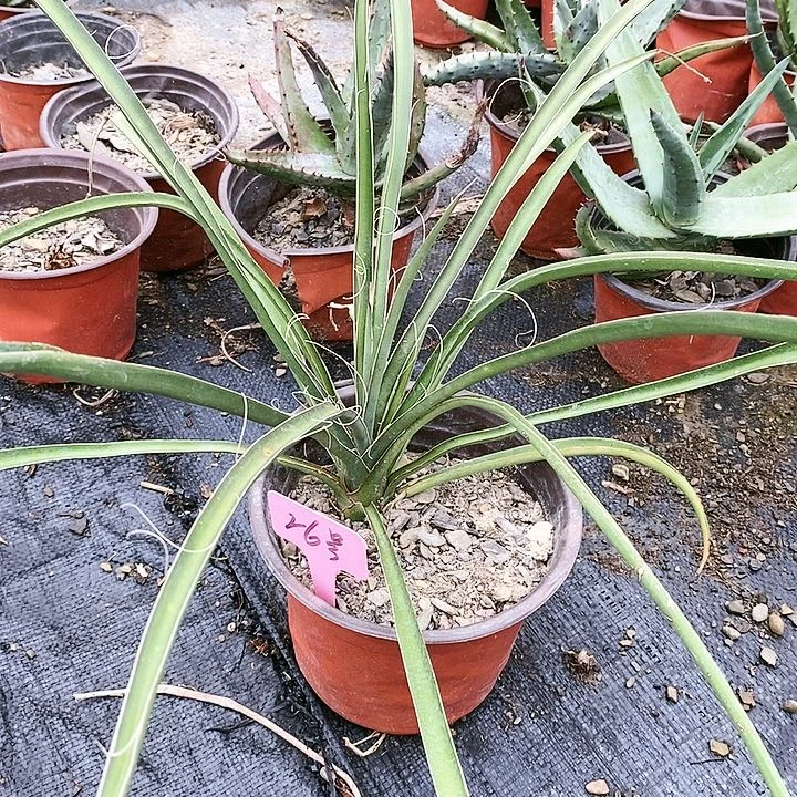 【闪购商品】无花朵不知名丝兰